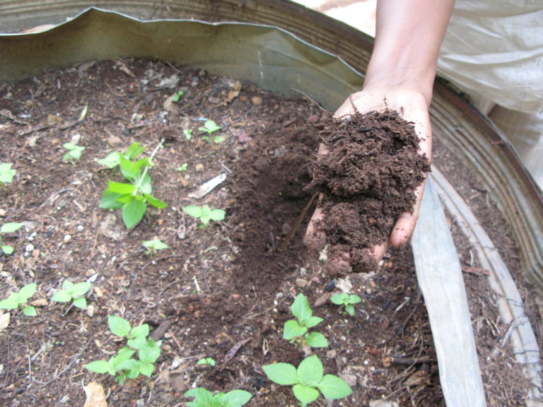 8 Things That You Can Compost At Home